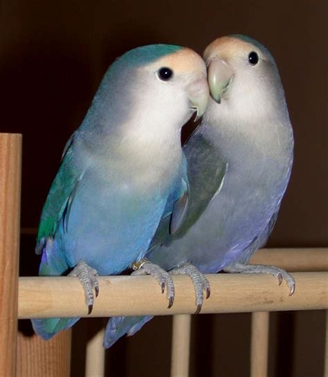 17 Best Images About Lovebirds On Pinterest Love Birds Africa And Dutch