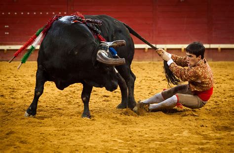 forget matadors these guys wrestle bulls with their bare hands wired