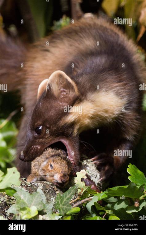 Young Grey Squirrel Being Killed Hi Res Stock Photography And Images