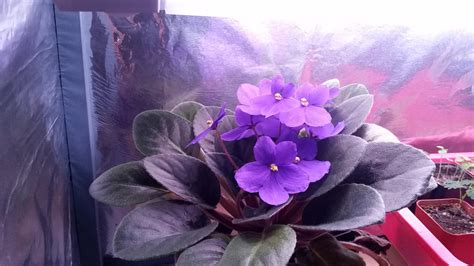 Native to east african, the african violet is another pleasant houseplant that people tend to keep like the peace lily. African Violet under grow light : gardening