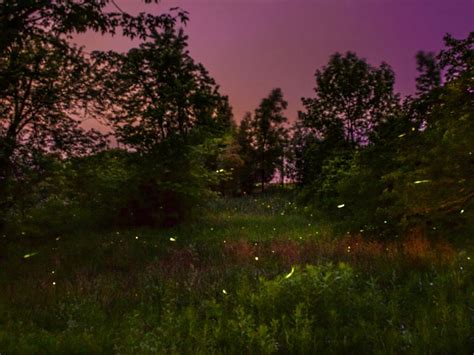 Fireflies In A Summer Night Smithsonian Photo Contest Smithsonian
