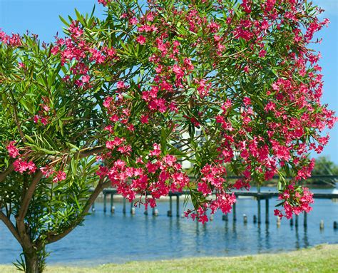 Oleander On Melbourne Harbor In Florida Photograph By Allan Hughes