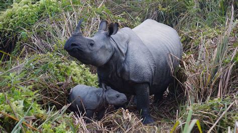 Rhino Population Increases In Bardiya Park New Spotlight Magazine