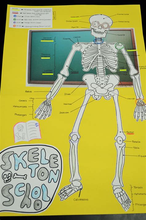 Lesson Plan Skeletal System Project Skeletal System Project