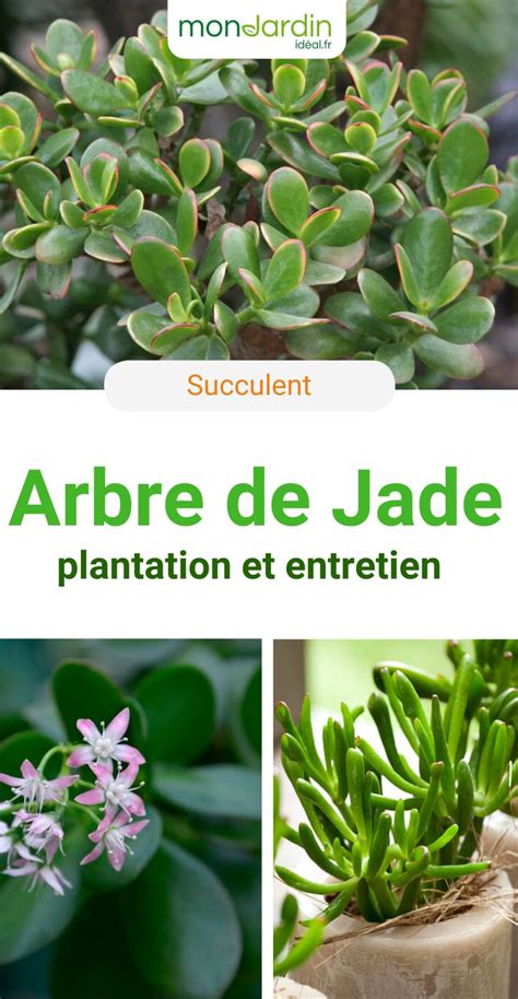 Arbre De Jade Plante Crassula Cactus Et Plantes Succulentes Plante