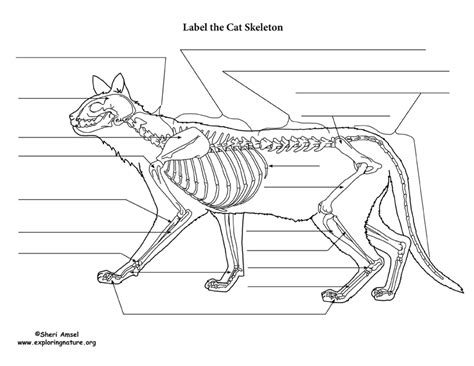 Learn about cat skeleton anatomy with free interactive flashcards. Cat Skeletal Anatomy