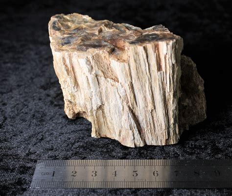 Petrified Fossil Wood Fossilized Tree Slice Natural Bark Etsy
