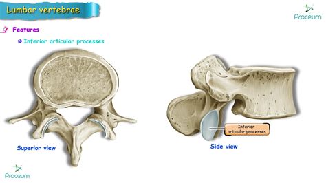 Lumbar Vertrbrae Osteology And Clinical Aspect Youtube