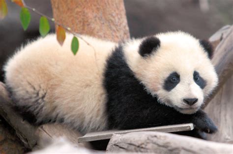 6 Month Old Panda Bear Zhen Zhen Karl Drilling Flickr