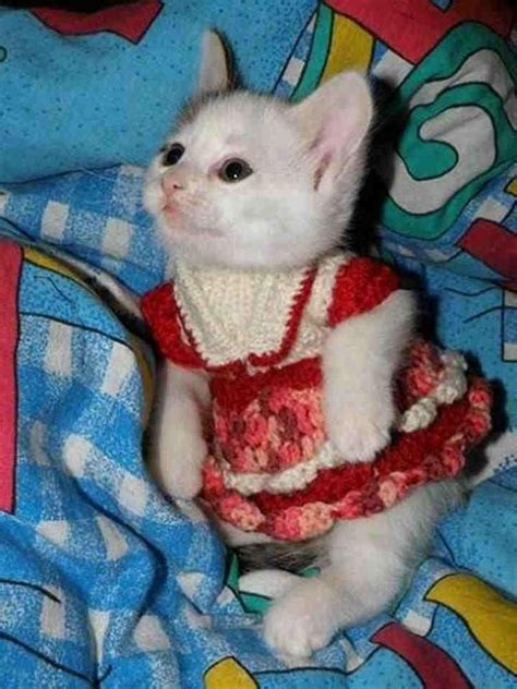 cat in dress tumblr kittens cutest cats and kittens cute cats funny cats ragdoll kittens