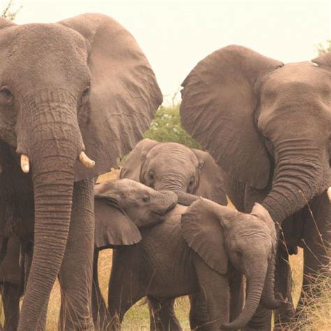 How Do Elephants Survive In The Wild 2022 🐬 Animalia Lifeclub