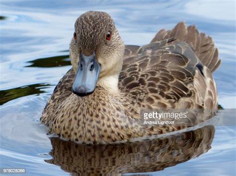 Teal Duck Photos And Premium High Res Pictures Getty Images