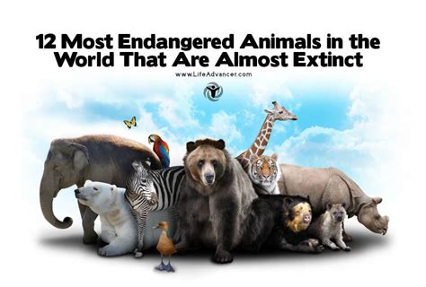 12 Most Endangered Animals In The World That Are Almost Extinct ~ Life