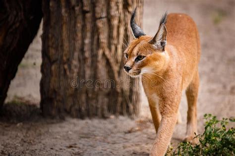 Portrait Of A Caracal Cat Stock Image Image Of Branch 157726031