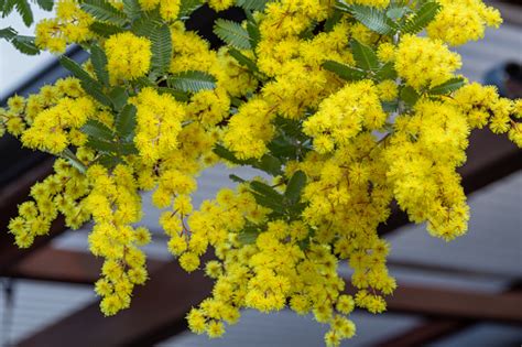 Closeup Of Yellow Mimosa Flowers That Signal The Arrival Of Spring