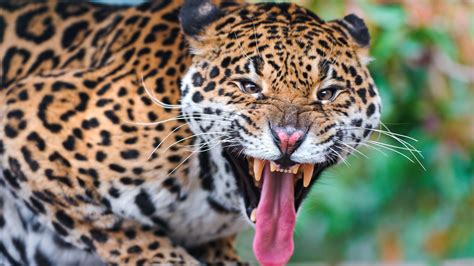 Leopard Awesome High Quality HD Wallpapers .. - All HD Wallpapers