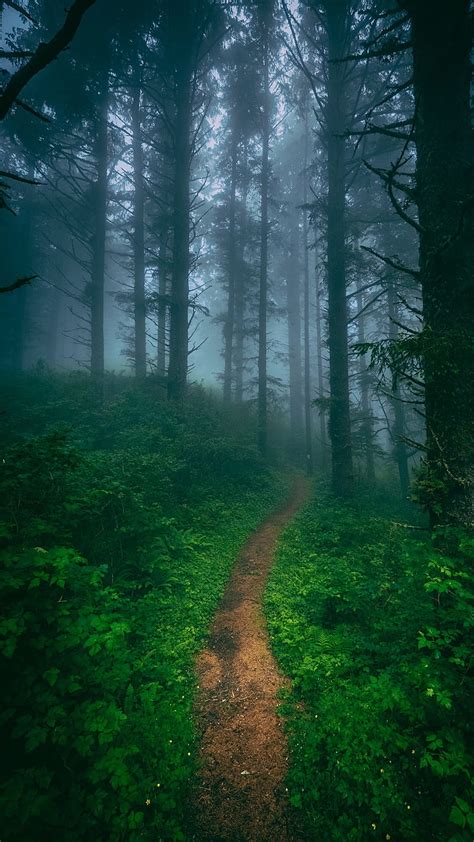 Top 62 Forest Phone Wallpaper Latest In Cdgdbentre
