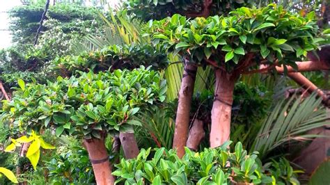 Macam macam tanaman sikas : Macam - Macam Tanaman Hias | PT. Beta Landscape Indonesia