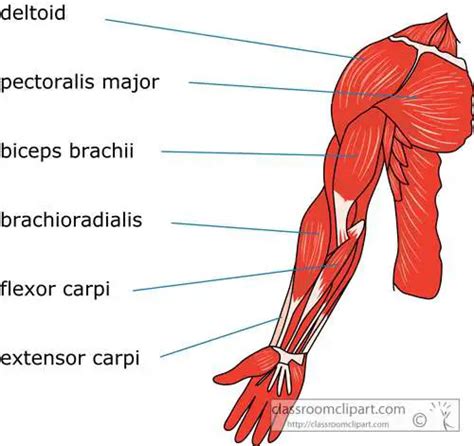 Arm Muscles Anatomy