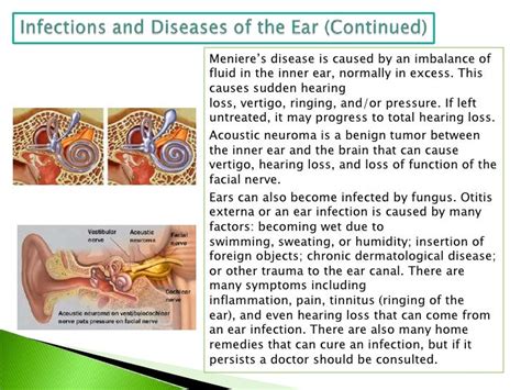 The Human Ear And Sound