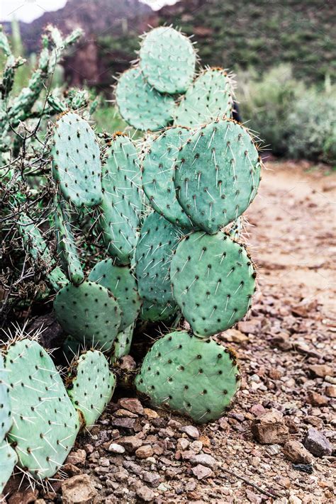 Prickly Pear Cactus In Arizona Nature Stock Photos ~ Creative Market