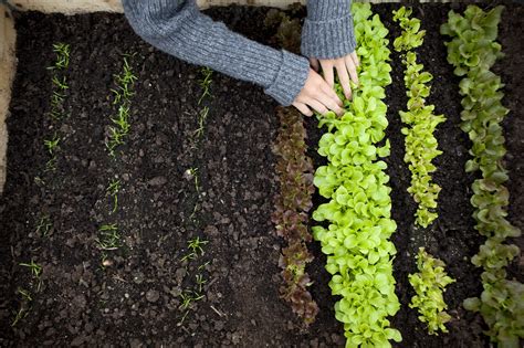 How And When To Thin Out Young Vegetable Plants