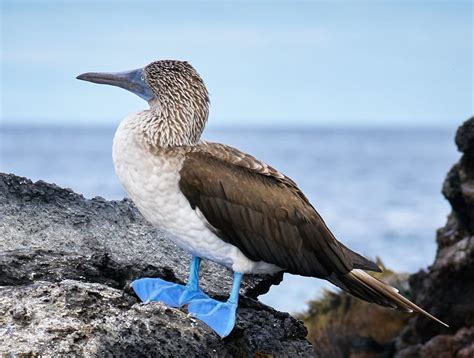 Blue Footed Booby A Unique Bird You Might Haver Never Heard Of Whatdewhat