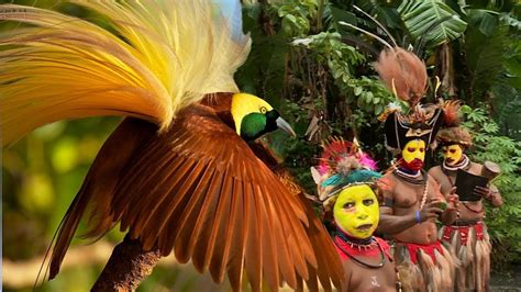 Amazing Bird Of Paradise And Papua New Guinea Dance Youtube