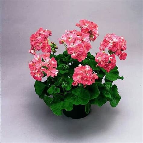 Jual Geranium Bunga Pink Putih Geranium Zonal Patriot Bright