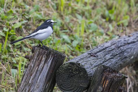 Motacilla Grandis Japanese Wagtail Benjamin Naden Flickr