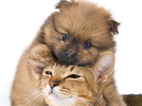 Free Download Cats And Dogs Wallpapers Pets Cute And Docile 1440x900
