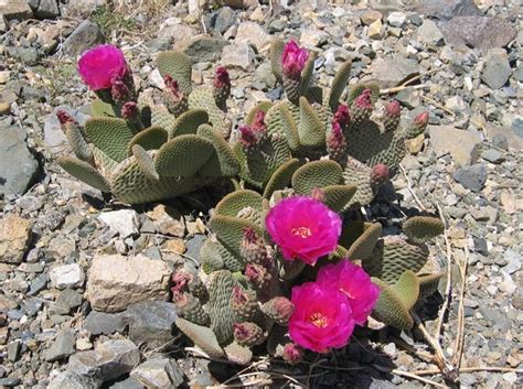 Your mojave desert cactus stock images are ready. 10 Best images about The Beautiful Mojave Desert on ...