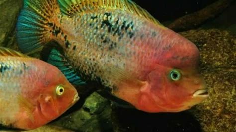 Synspilum Cichlid Vieja 2999 Expedited Shipping In 2020 Cichlids