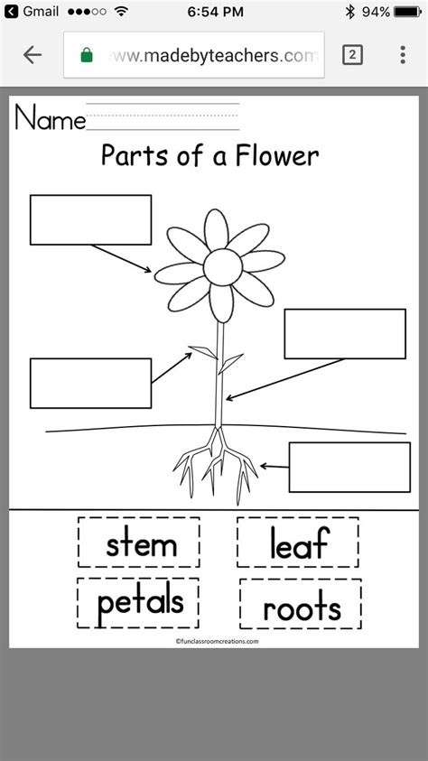 Parts Of The Flower Worksheets