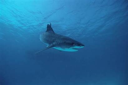 Wallpapers Shark Tiger Sharks Desktop Ocean Cool