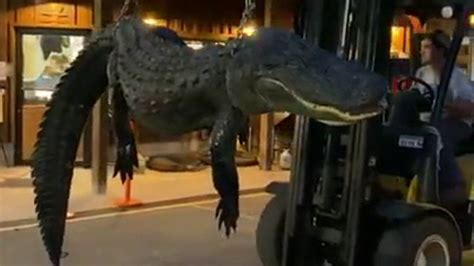Video Cordrays Unloads A 750 Lb Nearly 14 Foot Alligator From Lake