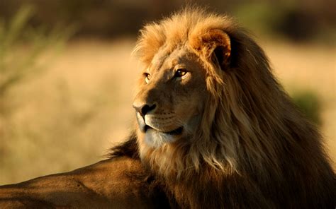 To view the full png size resolution click on any of the below image thumbnail. Lion Wallpapers High Definition » Earthly Wallpaper 1080p