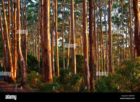 Forest Of Karri Eucalyptus Diversicolor In Boranup Karri Forest