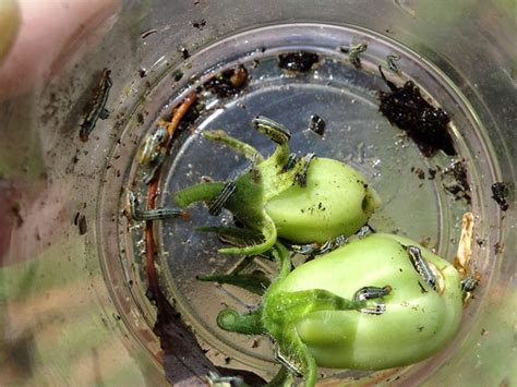 Many popular houseplants, such as ivy and philodendron, are poisonous to cats. 20+ Army Worms | Got them off my tomato. Sigh. | cat.rigby ...