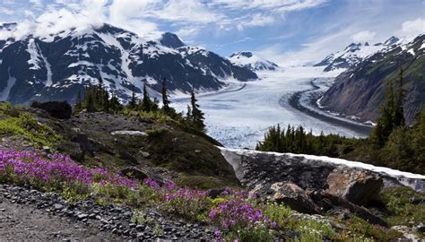Alaskan Tundra Facts Sciencing