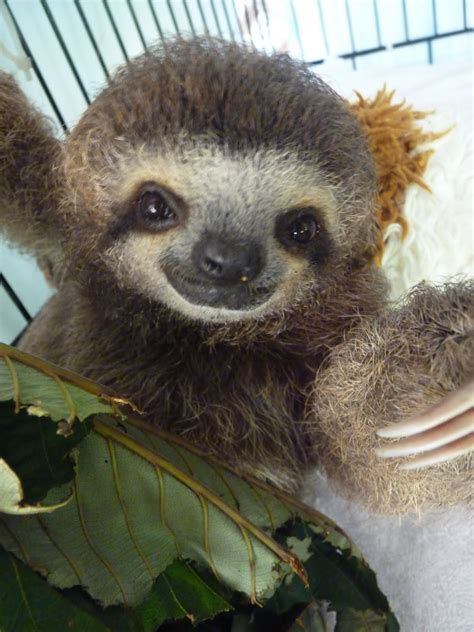 45 Cute Sloth Wallpaper Wallpapersafari