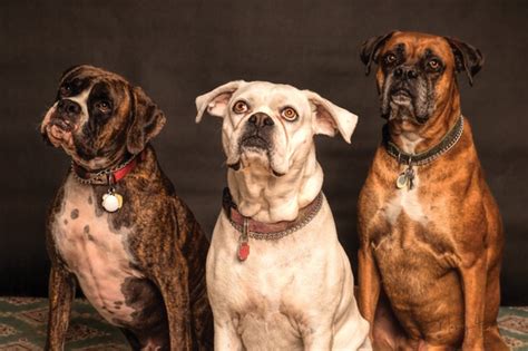 Some individuals do take steroids for specific health. Steroid Use in Dogs and Cats | Urban Animal Veterinary ...