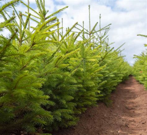 Which Evergreen Trees Grow The Fastest Screening And Shade
