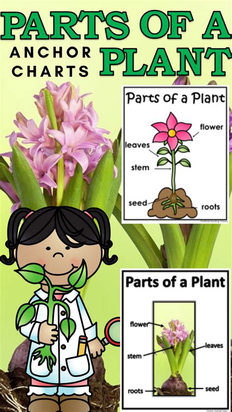 Parts Of A Plant Anchor Charts Anchor Charts With Clipart And