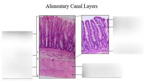 Alimentary Canal Layer Histology Diagram Quizlet