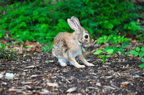 Brown Rabbit Near Green Leafed Plant Image Free Stock Photo