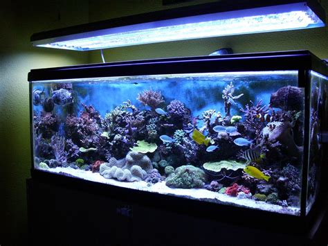 Tropical Freshwater Aquarium Fish Compatibility Aquarium Design Ideas