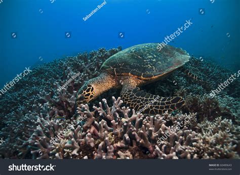 Green Sea Turtle Great Barrier Reef Australia Stock