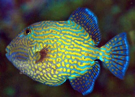 Yellow Spotted Triggerfish