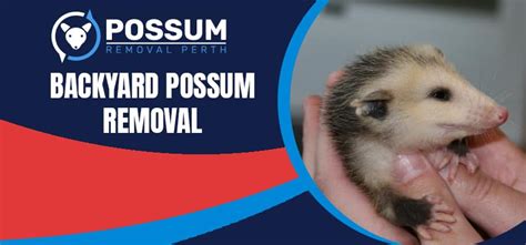 Backyard Possum Removal Safe Quick And Effective